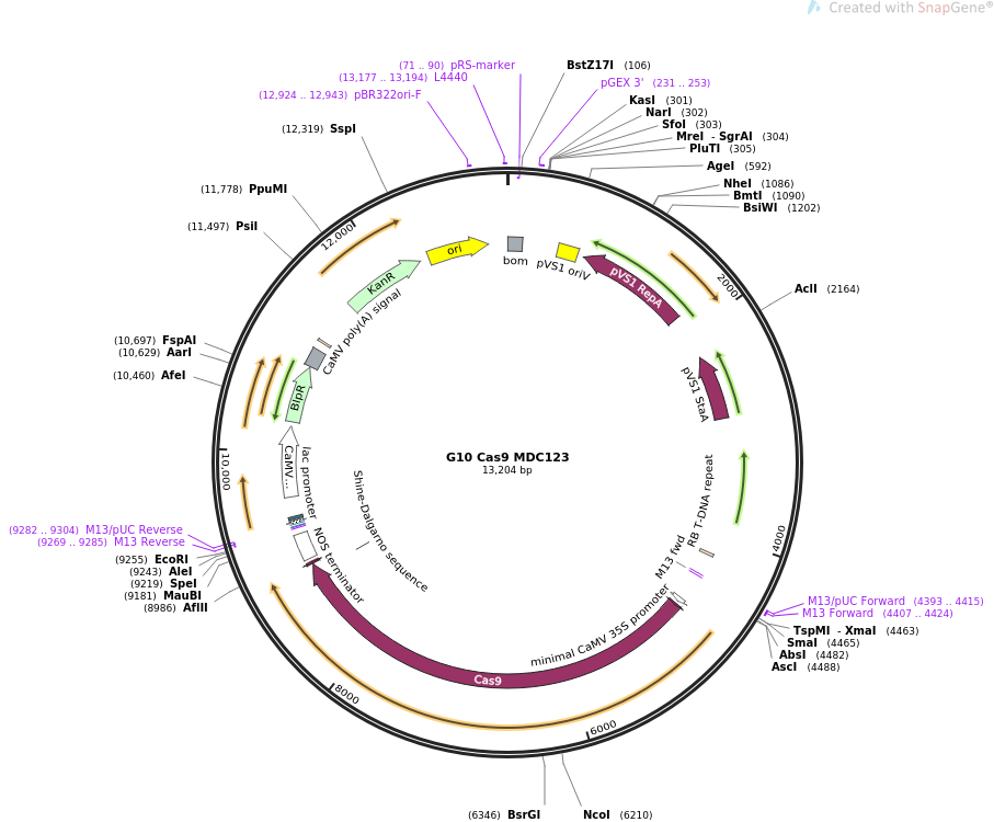 G10 Cas9 MDC123质粒图谱